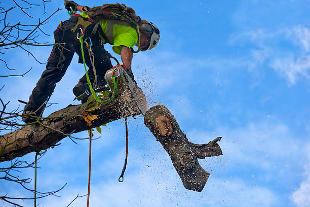 Best Arborist Consultation Services  in USA